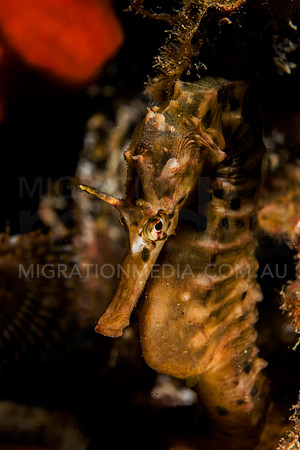 Potbelly Seahorse Portrait
