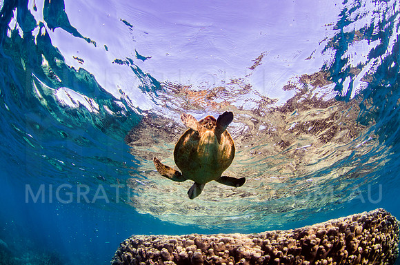 Green Turtle at Surafce with Coral Bombie
