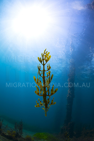 Leafy Sea Dragon Sunball