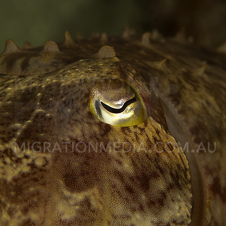 Cuttlefish Eye