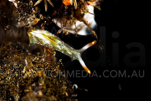 Thuridilla Nudibranch (2)