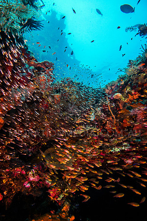 Glass Fish Hiding in Wreck