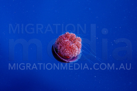 Pink Jelly