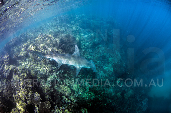 Great Hammerhead Searching Reef