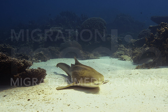Leopard Shark Resting on Sand