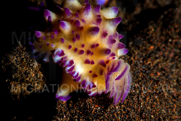 Mexichromis Nudibranch (5)