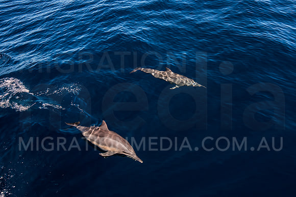 Spinner Dolphins (7)