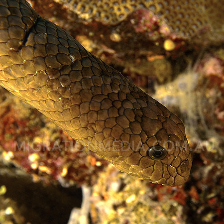 Olive Sea Snake Head