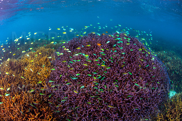 Staghorn Coral Garden