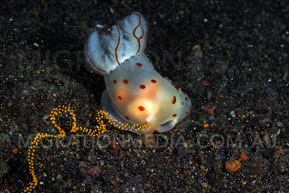 Nudibranch Laying Eggs