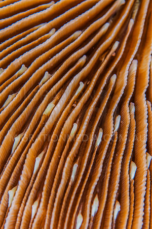 Mushroom Coral Pattern