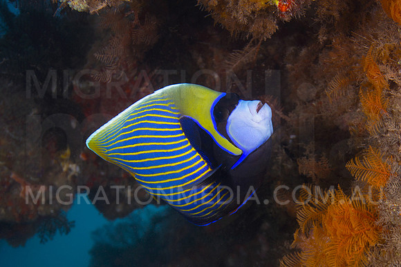 Emporer Angelfish