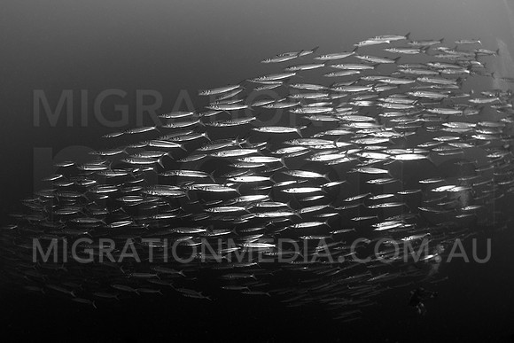 Barracuda School B&W