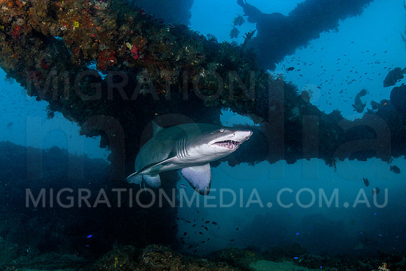 Grey Nurse Shark Under Pier
