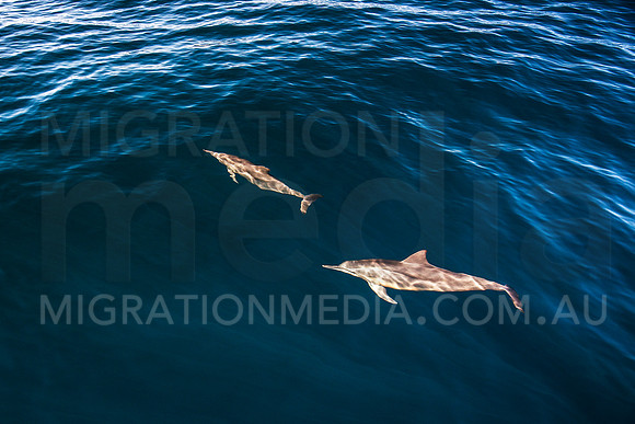 Spinner Dolphins (1)