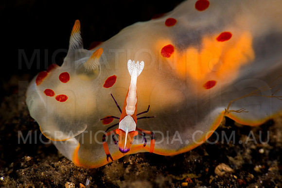 Nudibranch with Emperor Shrimp (4)
