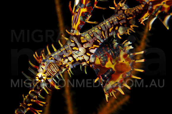Ornate Ghostpipefish Close