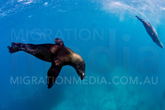 New Zealand Fur Seal