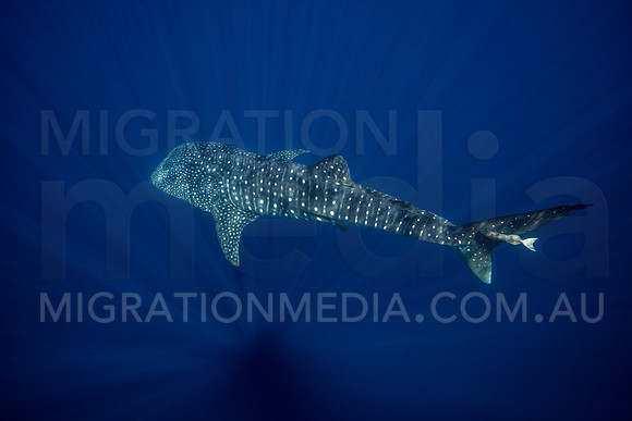 Stunning Whaleshark in Sunrays