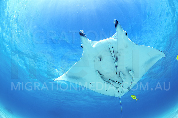 Clear Manta Above