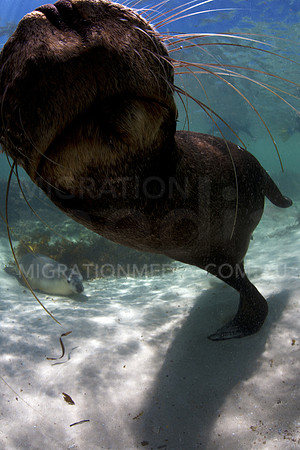 Australian Sea Lion Bull Sniffing