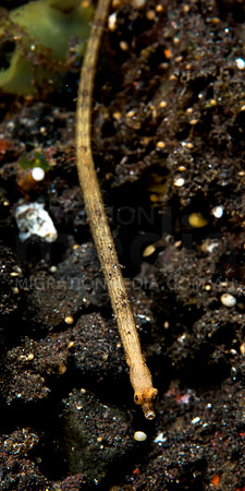 Snub-nose Pipefish