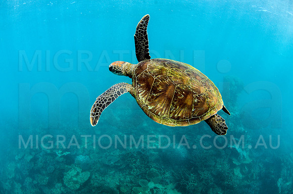 Green Turtle Swimming Midwater