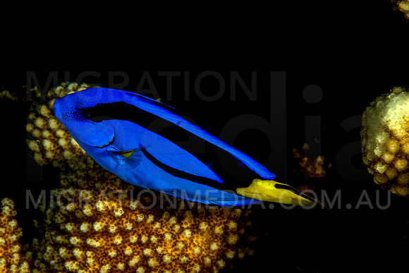 Blue Tang Surgeonfish