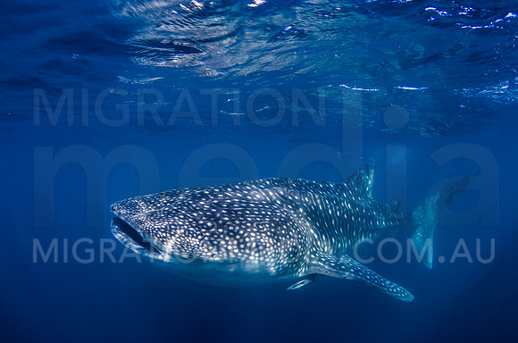Large Whaleshark with Snorkeler