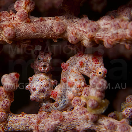 Pygmy Seahorse Couple
