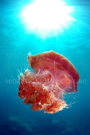 Pink Jellyfish Sunball (2)