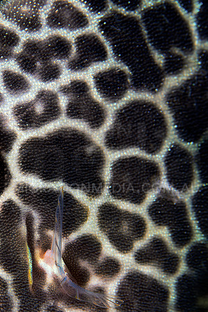Filefish