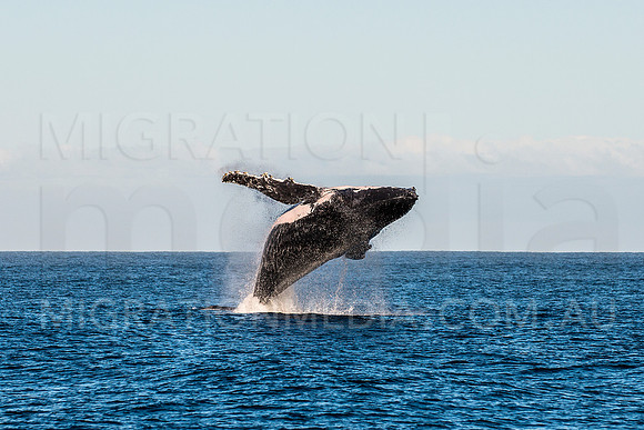 Massive Humpback Whale Breaching