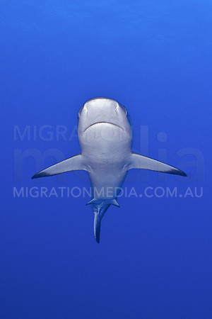 Grey Reef Shark Straight