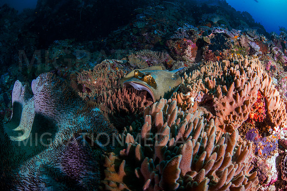 Blue-Spotted Stinray