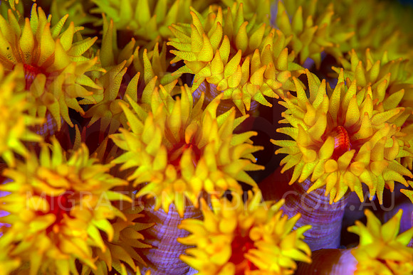 Soft Coral Polyps