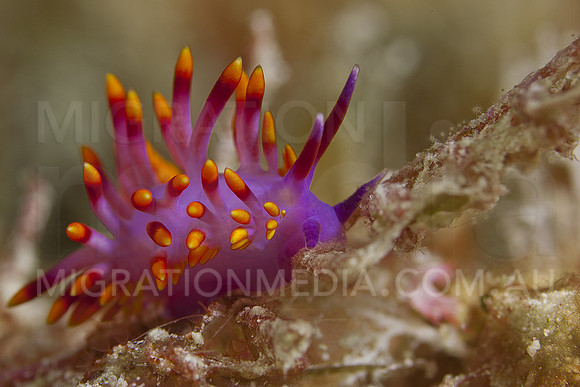 Cuthona Nudi