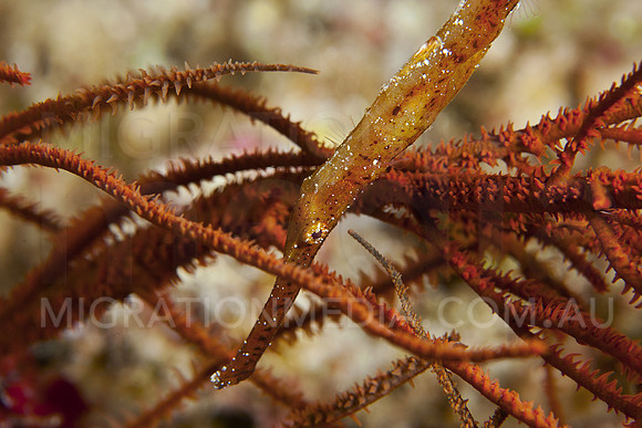 Robust Ghostpipefish Hiding