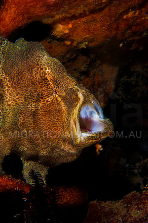 Giant Frogfish Mouth Open