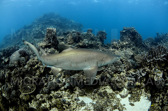 Grey Nurse Shark Side Close-Up