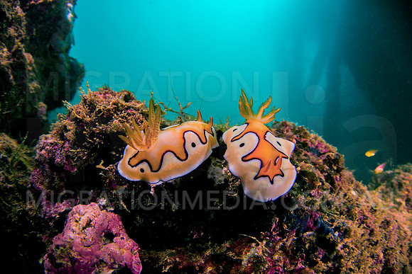 Chromodoris Pair