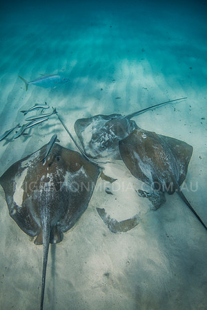 Stingrays Huddled