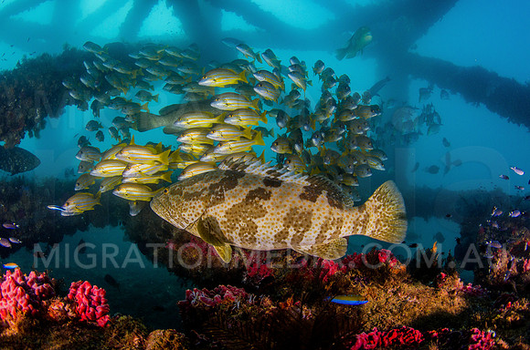 Grouper with Snapper