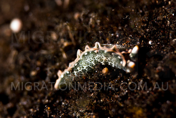Unknown Thuridilla Nudibranch