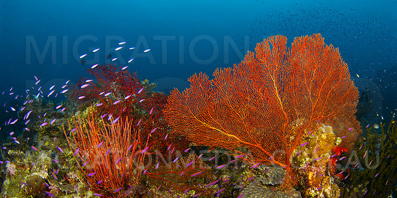 Fan with Fish