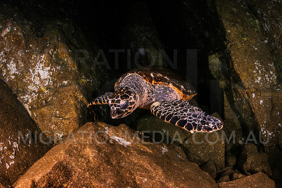 Hawkbill Turtle Feeding