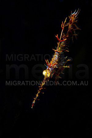 Ornate Ghostpipefish Top
