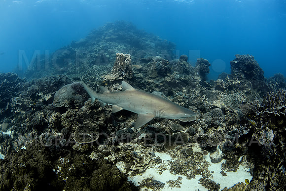 Grey Nurse Shark Swimming Above Coral