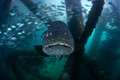 Giant Queensland Grouper Scene with Jacks
