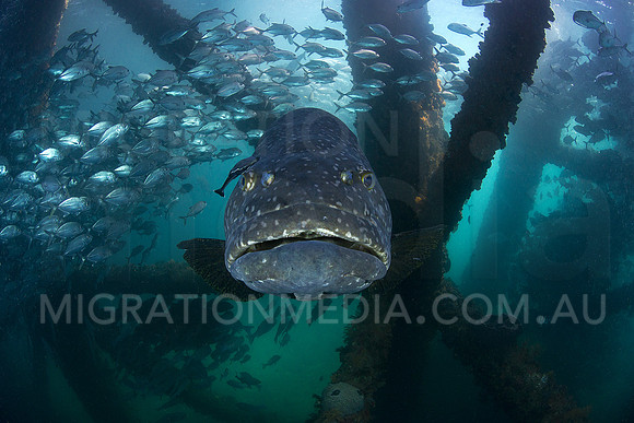 Giant Queensland Grouper Scene with Jacks